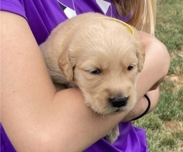Medium Photo #1 Golden Retriever Puppy For Sale in CONGERVILLE, IL, USA