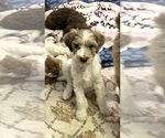 Puppy Puppy 1 Poodle (Standard)