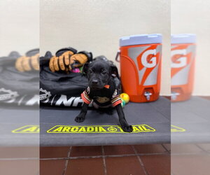 Labrador Retriever-Unknown Mix Dogs for adoption in Jefferson, NJ, USA
