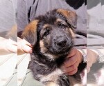 Small Photo #5 German Shepherd Dog Puppy For Sale in WADSWORTH, IL, USA