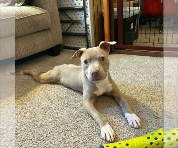 Medium Photo #1 American Staffordshire Terrier-Unknown Mix Puppy For Sale in New Oxford , PA, USA