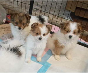 Biewer Terrier-Pomeranian Mix Puppy for sale in ESTILL SPRINGS, TN, USA