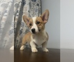 Small #75 Pembroke Welsh Corgi