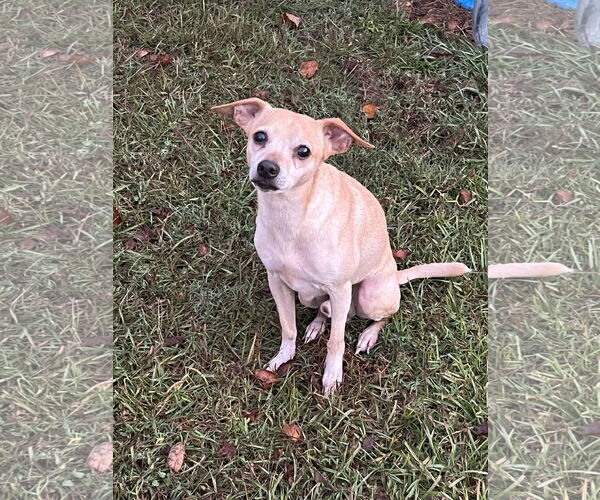 Medium Photo #3 Chihuahua-Unknown Mix Puppy For Sale in Holly Springs, NC, USA