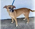 Small #6 Chiweenie