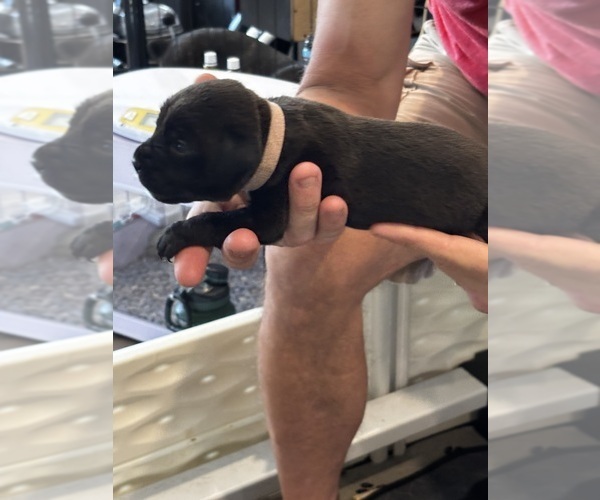 Medium Photo #67 Cane Corso Puppy For Sale in REEVESVILLE, SC, USA