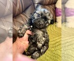 Image preview for Ad Listing. Nickname: Litter of 2