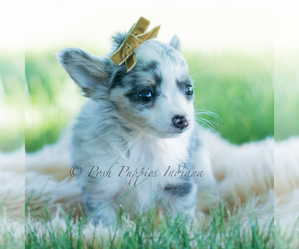 Medium Photo #71 Chihuahua Puppy For Sale in WARSAW, IN, USA