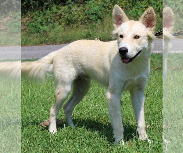 Medium Photo #1 Huskies -Unknown Mix Puppy For Sale in Prattville, AL, USA