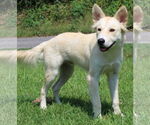 Small Huskies Mix