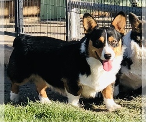 Father of the Pembroke Welsh Corgi puppies born on 12/07/2022