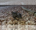 Small Photo #14 Shiranian Puppy For Sale in DINWIDDIE, VA, USA
