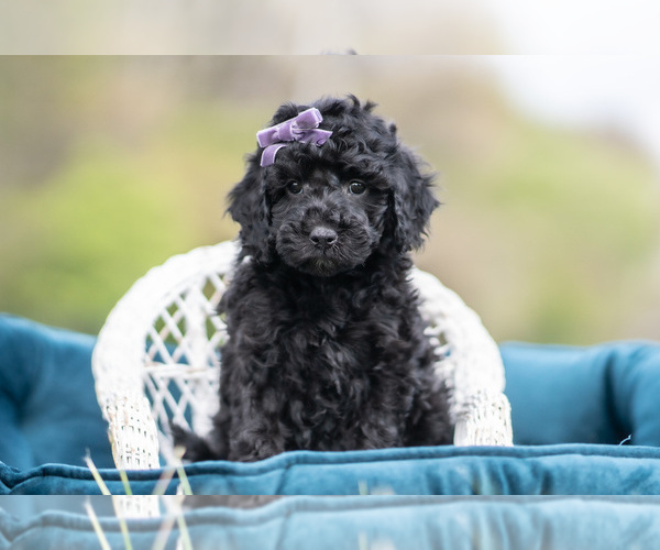 Medium Photo #5 Maltipoo (Miniature) Puppy For Sale in WARSAW, IN, USA