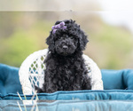Small #4 Maltipoo (Miniature)