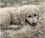 Small Photo #2 Goldendoodle Puppy For Sale in KNOB NOSTER, MO, USA