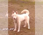 Small Photo #1 Siberian Husky Puppy For Sale in SALEM, OR, USA