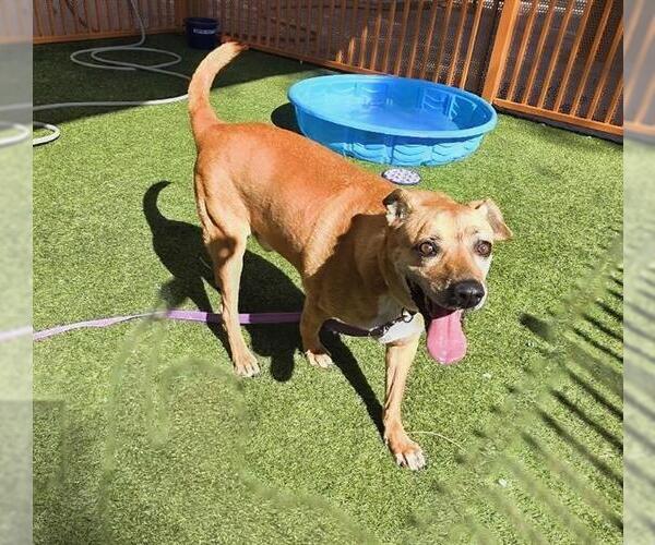 Medium Photo #2 Labrador Retriever-Unknown Mix Puppy For Sale in Las Vegas, NV, USA