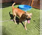 Small #1 Labrador Retriever Mix