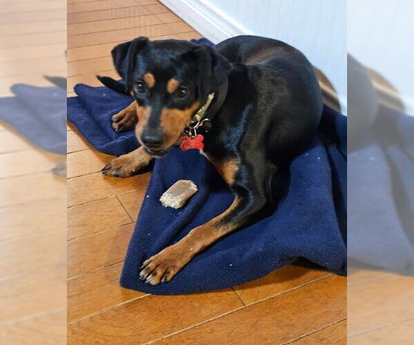 Medium Photo #4 Miniature Pinscher-Unknown Mix Puppy For Sale in San Diego, CA, USA