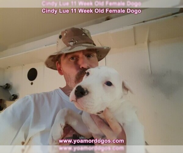 Medium Photo #130 Dogo Argentino Puppy For Sale in PINEVILLE, MO, USA