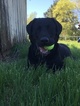 Small Photo #1 Labrador Retriever Puppy For Sale in MBORO, TN, USA