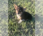 Puppy Green Girl Pembroke Welsh Corgi