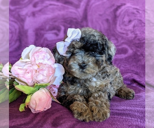 Medium Photo #6 Poodle (Miniature) Puppy For Sale in NOTTINGHAM, PA, USA