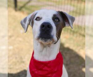 Mutt Dogs for adoption in San Antonio, TX, USA