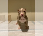 Small Photo #5 American Bully Puppy For Sale in ORANGEBURG, SC, USA
