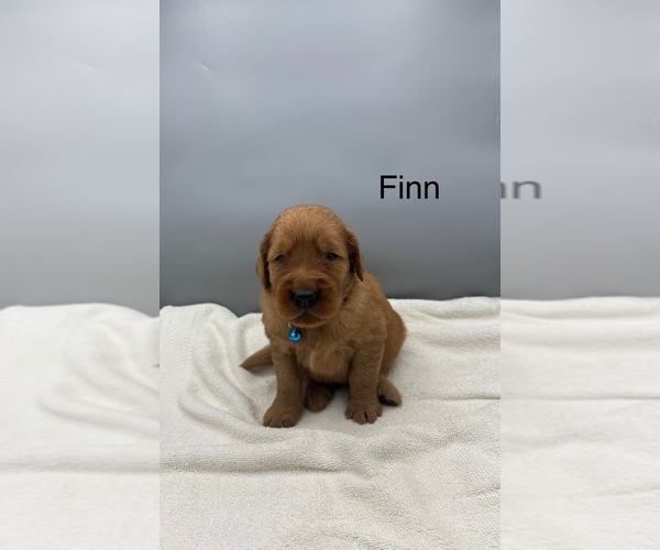Medium Photo #6 Golden Retriever Puppy For Sale in FREDERICKSBG, OH, USA