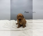 Small #5 Golden Retriever