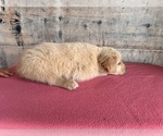 Small #12 Golden Retriever