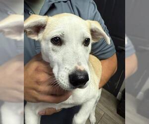 Labrador Retriever-Unknown Mix Dogs for adoption in Redlands, CA, USA
