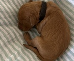 Small Photo #7 Goldendoodle Puppy For Sale in MODESTO, CA, USA
