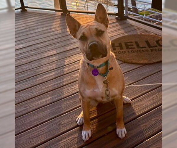 Medium Photo #3 American Pit Bull Terrier-Unknown Mix Puppy For Sale in Fargo, ND, USA