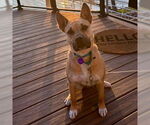 Small #2 American Pit Bull Terrier Mix