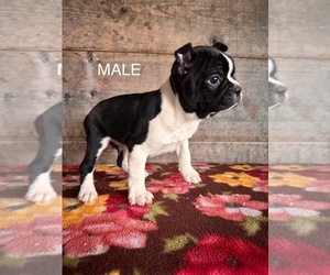 Boston Terrier Puppy for sale in VERMONTVILLE, MI, USA