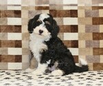 Image preview for Ad Listing. Nickname: Bandit