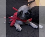 Small Photo #13 Pug Puppy For Sale in HOUSTON, TX, USA