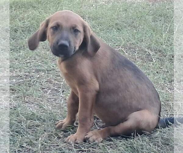 Medium Photo #2 Bloodhound-German Shorthaired Pointer Mix Puppy For Sale in Brooksville, FL, USA
