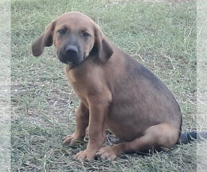 Bikini Bottom Boys - Male Bloodhound-German Shorthaired Pointer Mix Dog for Adoption - Photo #2