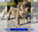 Small #10 American Bully