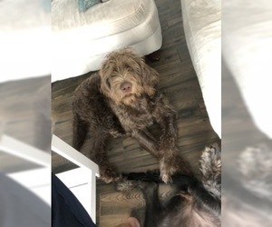 Father of the Labradoodle puppies born on 02/26/2019