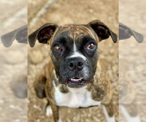 Boxer Dogs for adoption in Austin, TX, USA