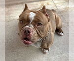 Small #2 American Pit Bull Terrier