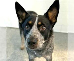 Mutt Dogs for adoption in Houston, TX, USA