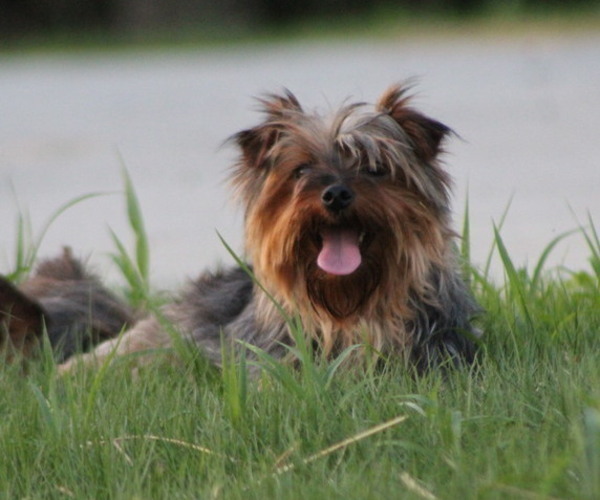 Medium Photo #1 Yorkshire Terrier Puppy For Sale in OPDYKE, IL, USA