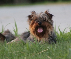 Mother of the Yorkshire Terrier puppies born on 05/28/2022