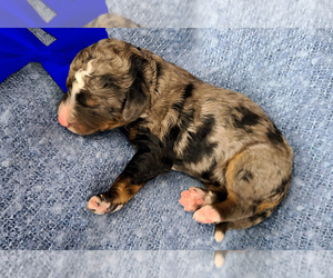 Bernedoodle (Miniature) Puppy for sale in ROY, UT, USA