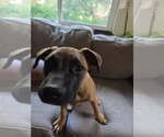 Small Photo #3 Mutt Puppy For Sale in Fort Collins, CO, USA